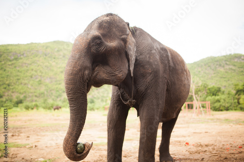 elefante tailandia