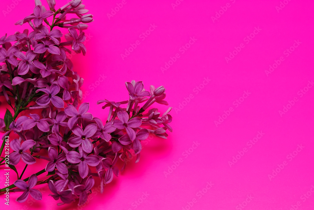 Branch of a blossoming lilac on a purple background