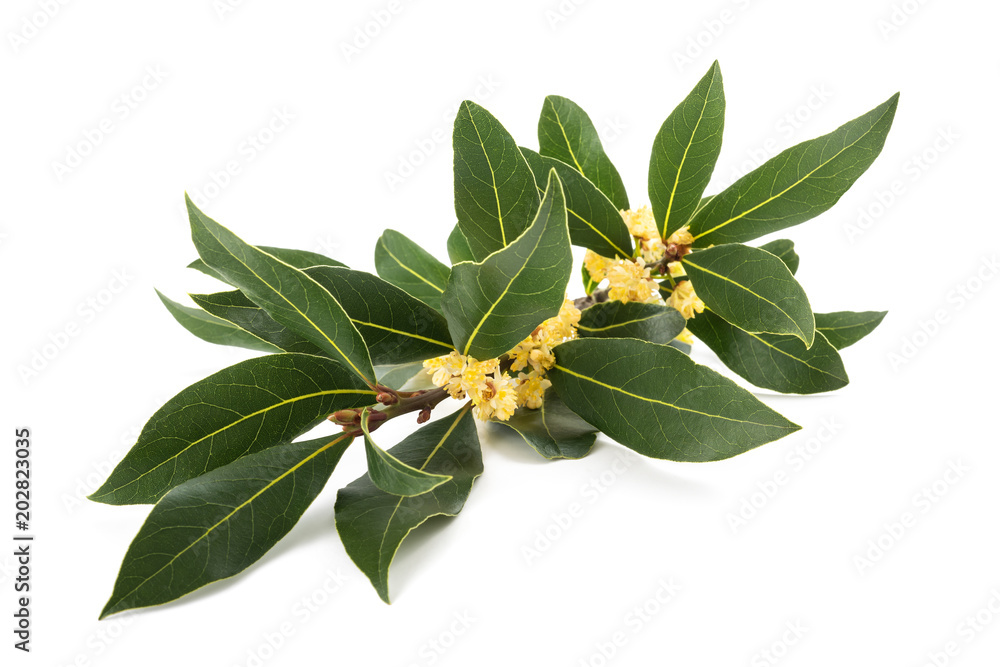 Laurel branch with flowers Laurel branch with flowers