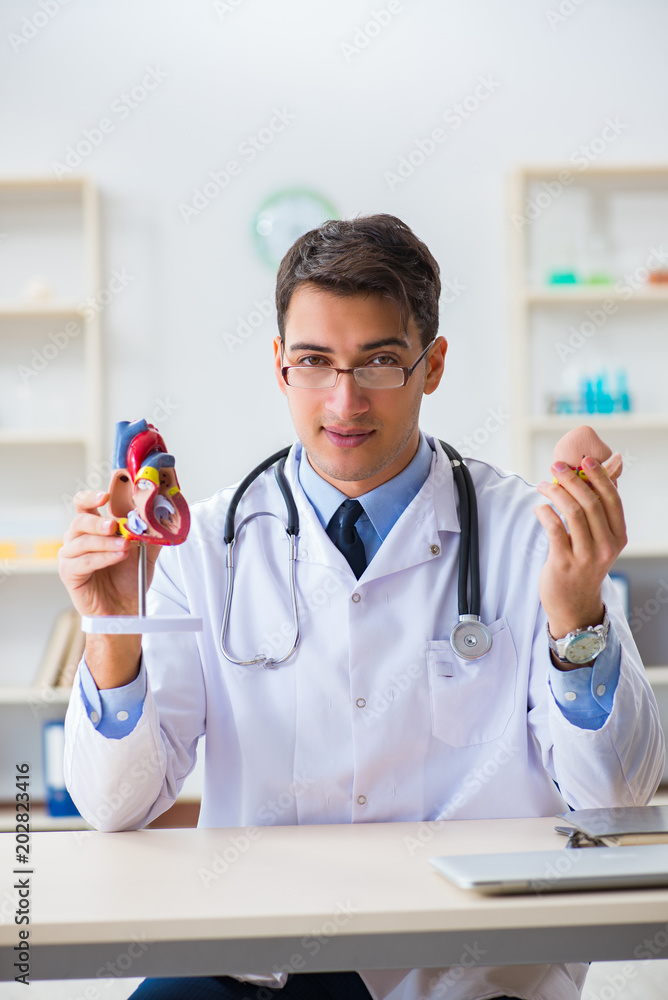 Doctor explaining the heart model Doctor explaining the heart model