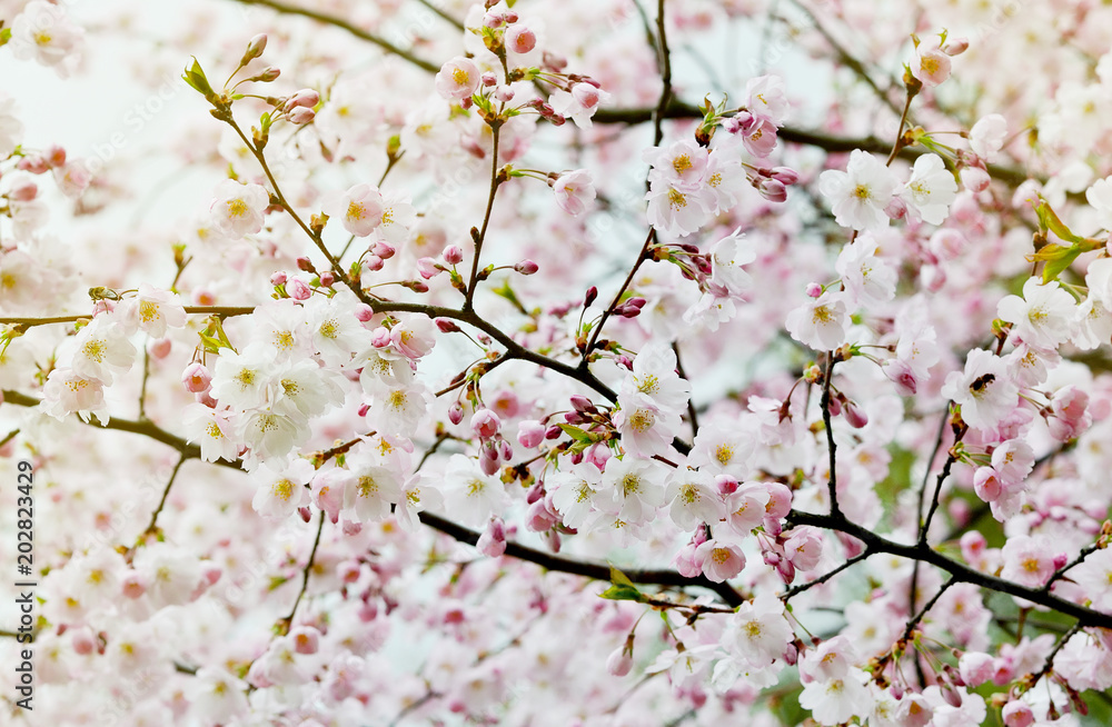 Sakura flowers blossom. Japan cherry tree in garden, spring time