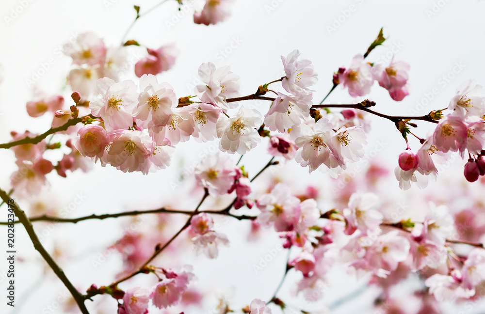 Sakura flowers blossom. Japan cherry tree in garden, spring time