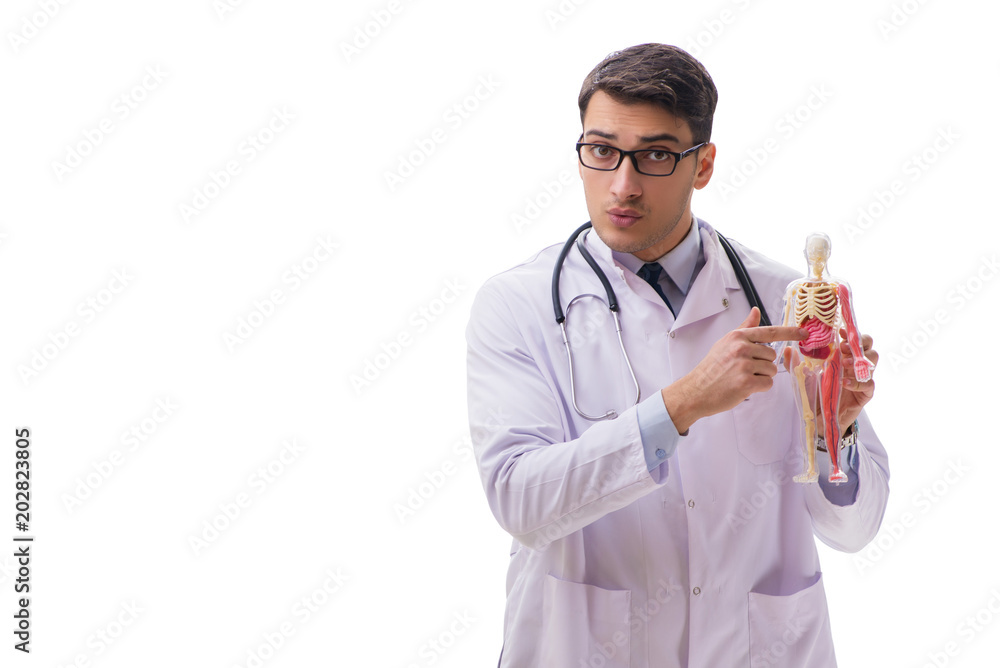 Yong male doctor with skeleton isolated on white Yong male doctor with skeleton isolated on white