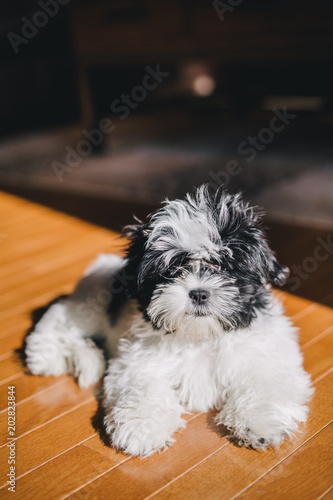 Foto Maltese Shih Tzu Mix black and white puppy
