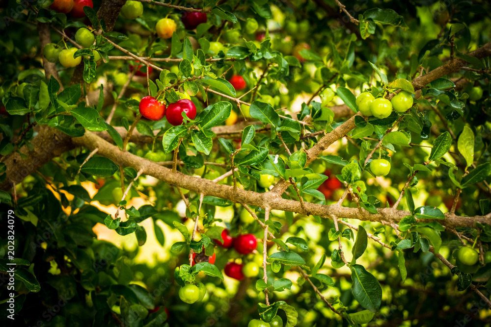 Acerola (Barbados cherry) tree