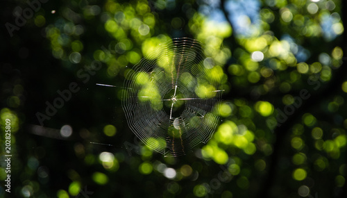 spiderweb glistening in the sun with green bokeh background