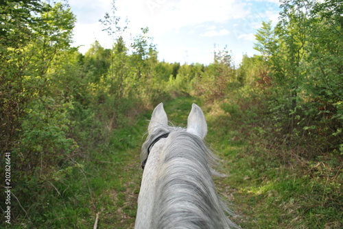 ausritt im wald photo