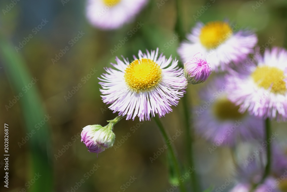 Spring flowers on the roadsides and fields Spring flowers on the roadsides and fields