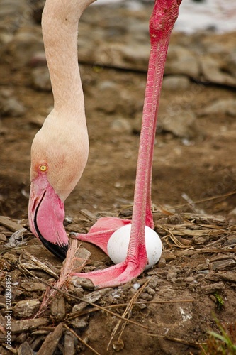 African flamingo