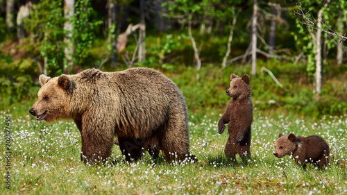 Fotografia, Obraz Female brown bear and her cubs