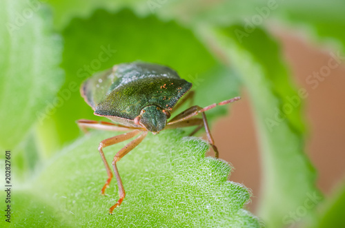 Green shield bug Palomena prasina © andrei310