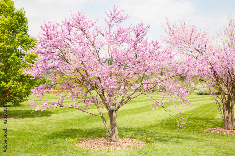 Cercis griffithii (Eastern redbud) is a large deciduous shrub or small tree, native to eastern North America from southern Ontario,Canada south to northern Florida. Blossoming tree Cercis griffithii (Eastern redbud) is a large deciduous shrub or small tree, native to eastern North America from southern Ontario,Canada south to northern Florida. Blossoming tree