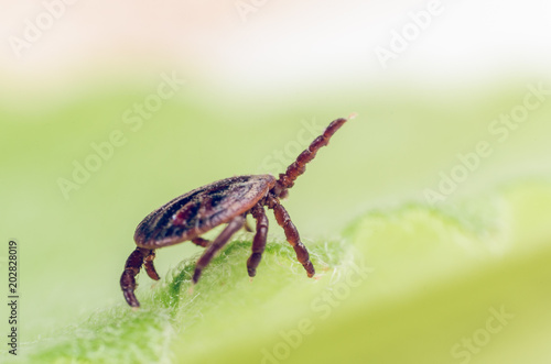 A dangerous parasite and infection carrier mite sitting on a green leaf