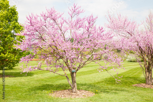 Cercis griffithii  Eastern redbud  is a large deciduous shrub or small tree  native to eastern North America from southern Ontario Canada south to northern Florida. Blossoming tree