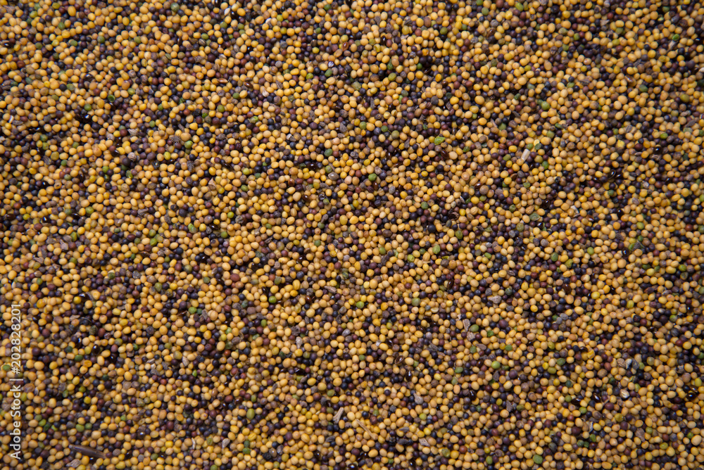 A mixture of yellow and black mustard seeds in the form of a texture A mixture of yellow and black mustard seeds in the form of a texture