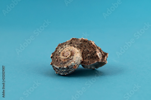 Bony sea shell of mollusk in the form of a spiral on a blue background.