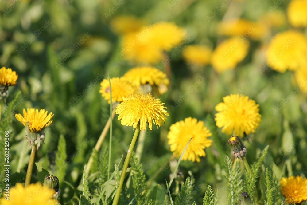 Field of dandelions yellow flowers and green grass Field of dandelions yellow flowers and green grass
