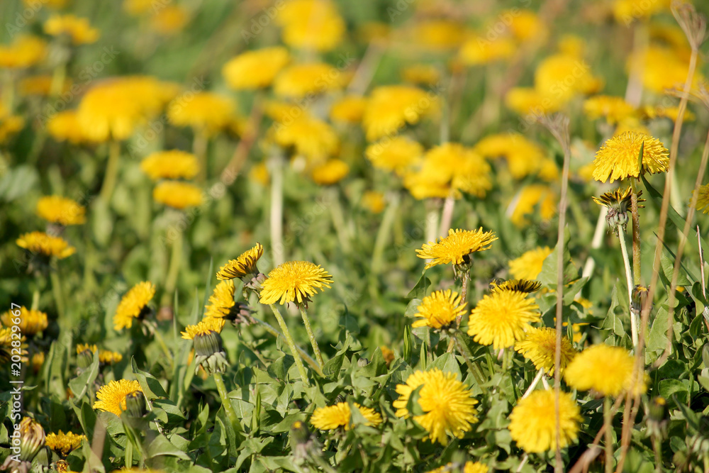 Fototapeta premium Field of dandelions yellow flowers and green grass