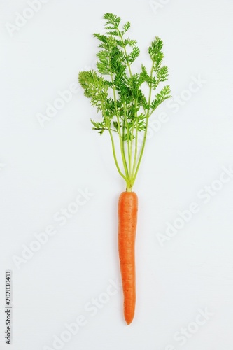 Bunch of carrots on the white background isolated