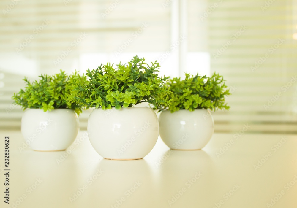 Fototapeta premium Plantas