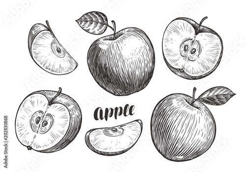 Fototapeta Ręcznie rysowane jabłka i plastry, szkic. Koncepcja owoców. Vintage ilustracji wektorowych