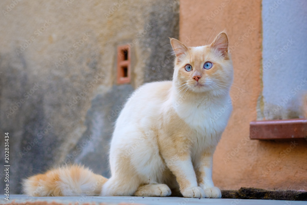 Jolie chat blanc et roux avec les yeux bleus dans la rue. 