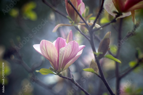 Magnolia pink flower on a blurry bokeh background. Flowers Magnolia flowering against a background of flowers. Soft focus image of blossoming magnolia flower in spring time.