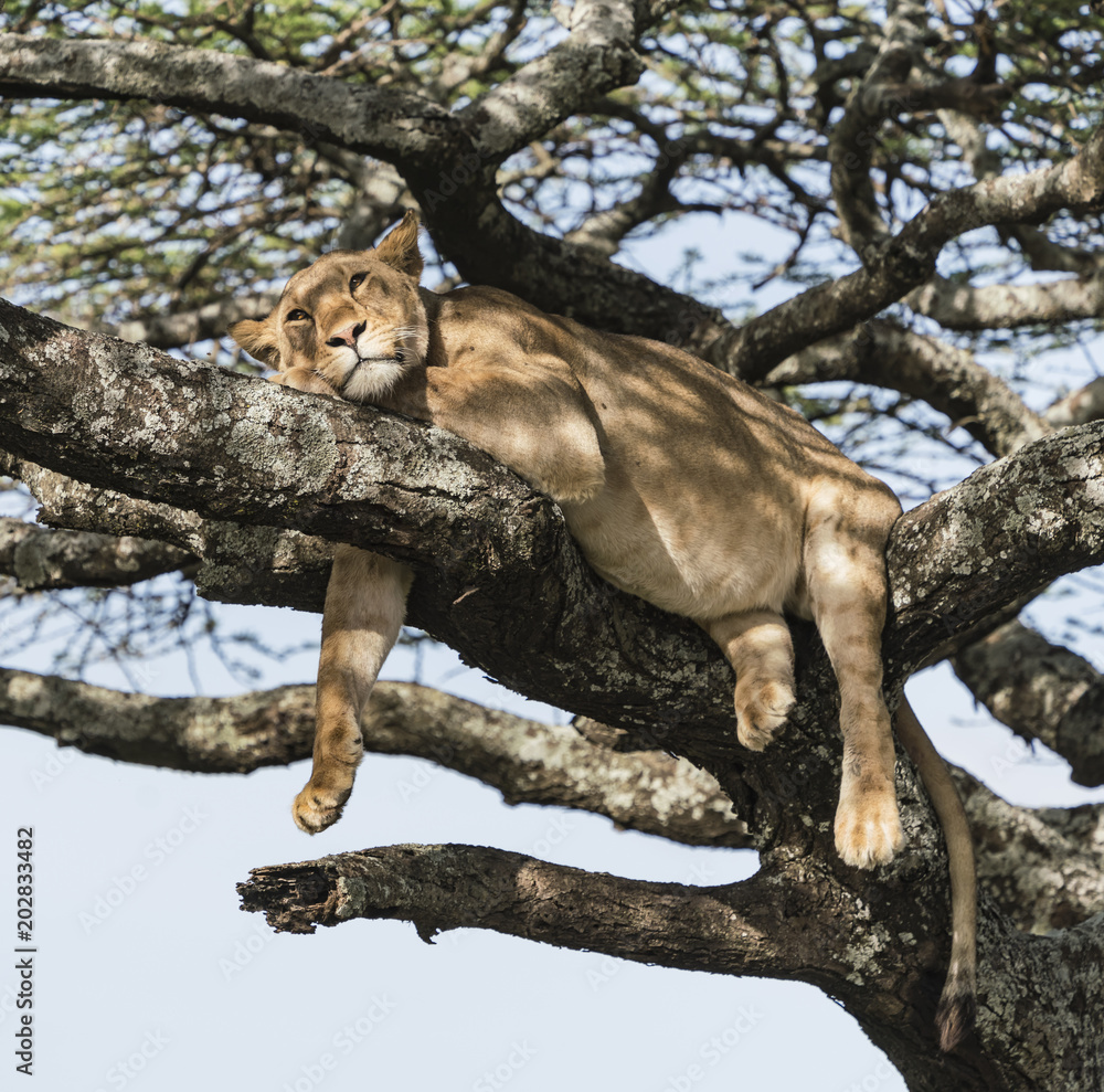 Φωτογραφία Lazy Lion - A female lion relaxes by hanging on a tree branch and avoids the swarms of insects