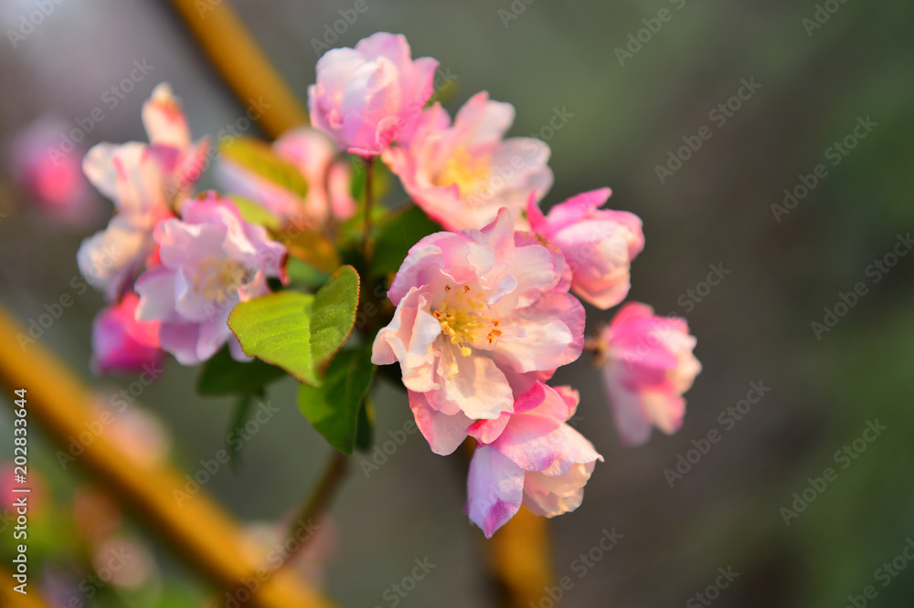 Chinese flowering crab-apple in spring Chinese flowering crab-apple in spring