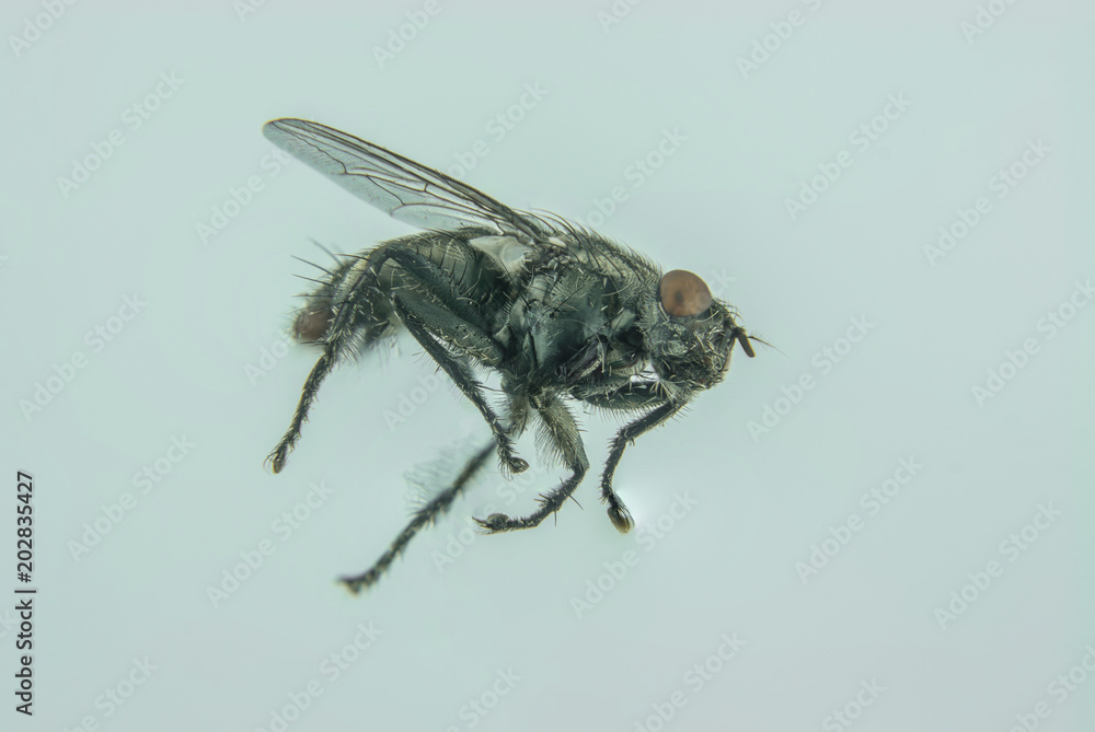 Obraz premium single black fly flying in home