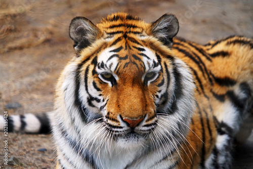 Fototapeta Naklejka Na Ścianę i Meble -  close up on front view of tiger