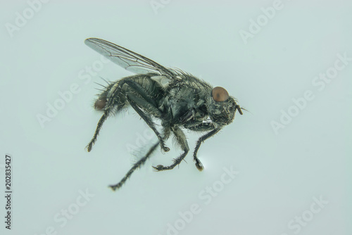 single black fly flying in home