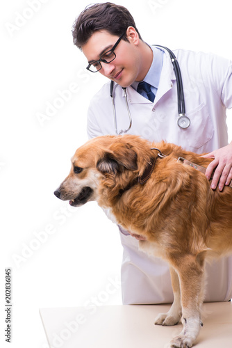 Fototapeta Naklejka Na Ścianę i Meble -  Vet doctor examining golden retriever dog isolated on white