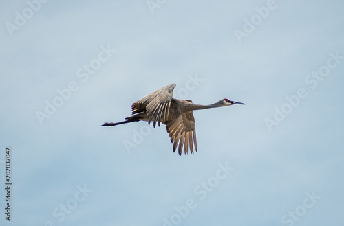 Sandhill Crane Flying