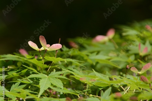 Japanese maple Samaras(winged seed) © tamu