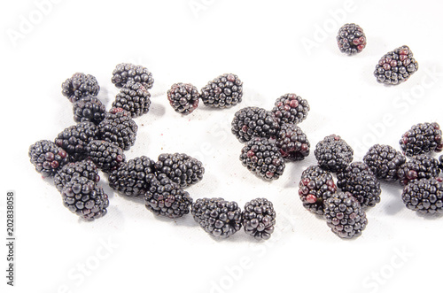  blackberry fruit photo