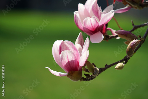 violet magnolia flower blossom in spring