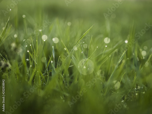 Very juicy grass with dew at dawn 2