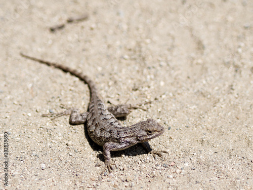 Lizard posing for a photo