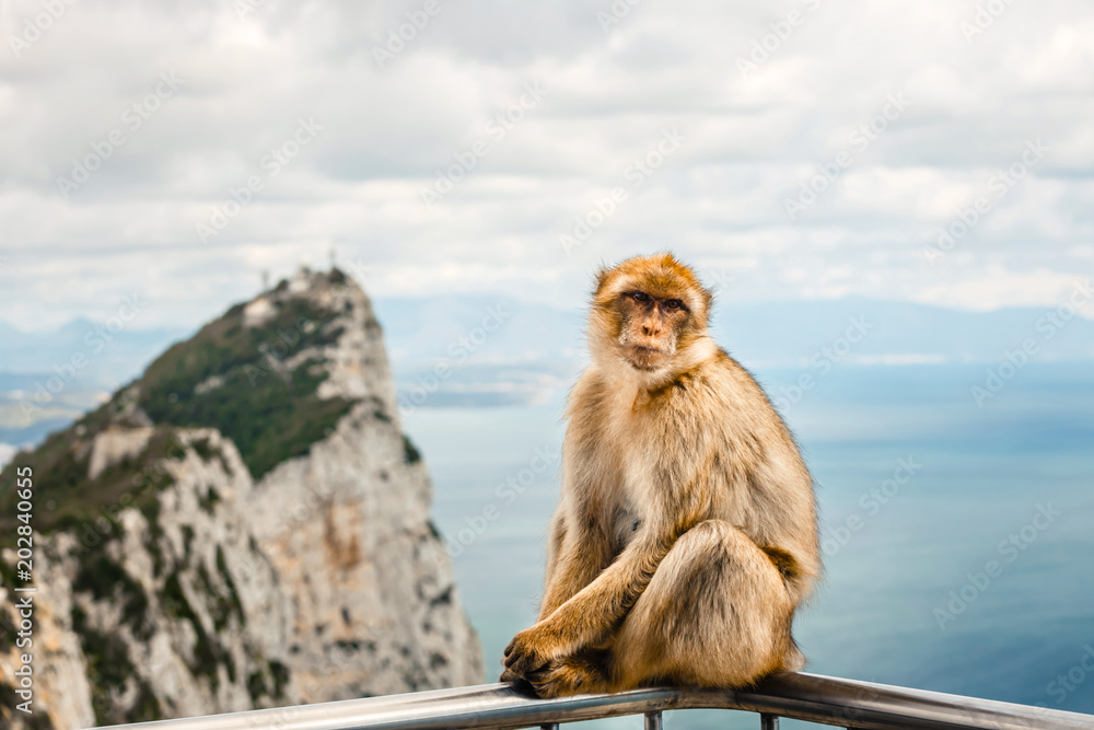 Naklejka premium Portrait of a wild female macaque. Macaques are one of the most famous attractions of the British overseas territory