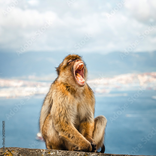 Portrait of a wild female macaque. Macaques are one of the most famous attractions of the British overseas territory