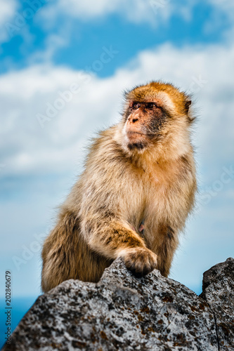 portrait of a wild male macaque.  Macaques are one of the most famous attractions of the British overseas territory © dziewul