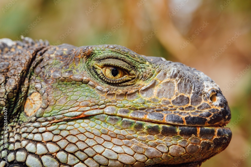 green iguana head, Tenerife, Spain green iguana head, Tenerife, Spain