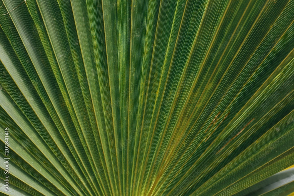 Fototapeta premium green leaf background of palm tree