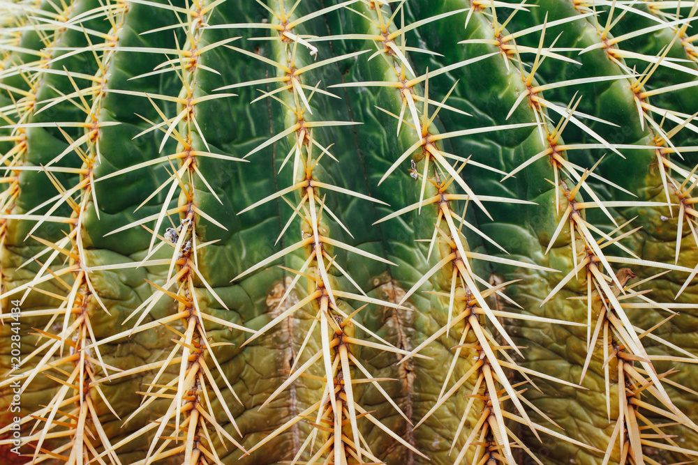 huge cactus background, closeup view huge cactus background, closeup view