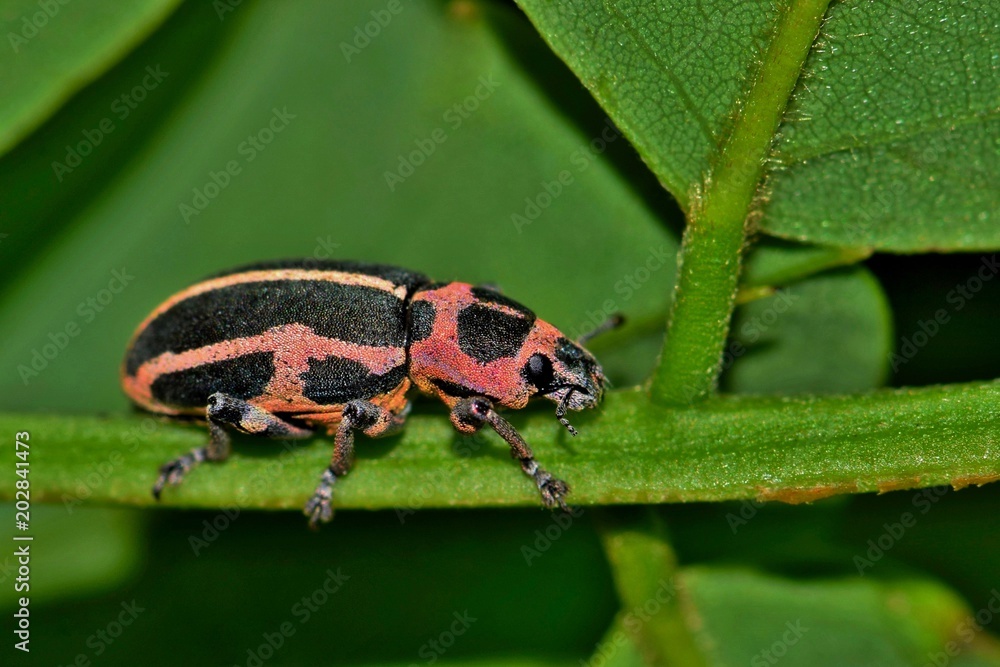 Fototapeta premium Sesbania clown weevil Eudiagogus pulcer insect nature pest control Springtime.