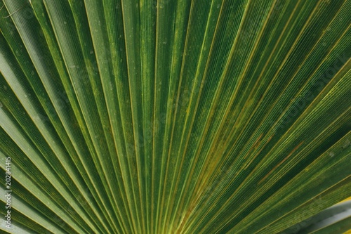 green leaf background of palm tree