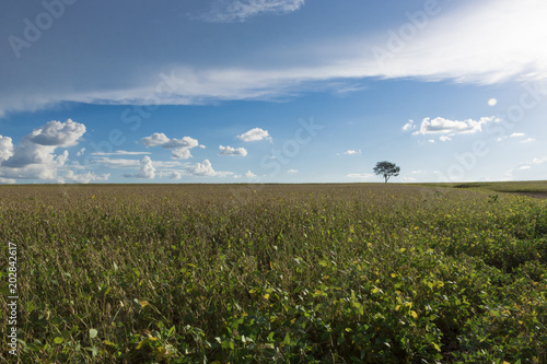 Plantation - Agricultural green soybean field landscape  on sunny day