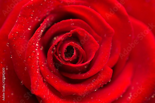 Fototapeta Naklejka Na Ścianę i Meble -  Zoom of red rose with dew drops