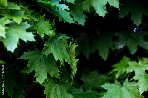 horse chesnut tree leaves